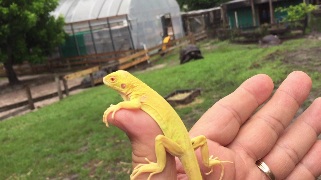 Albino Hatchling_Moment - Copy (1280x720).jpg